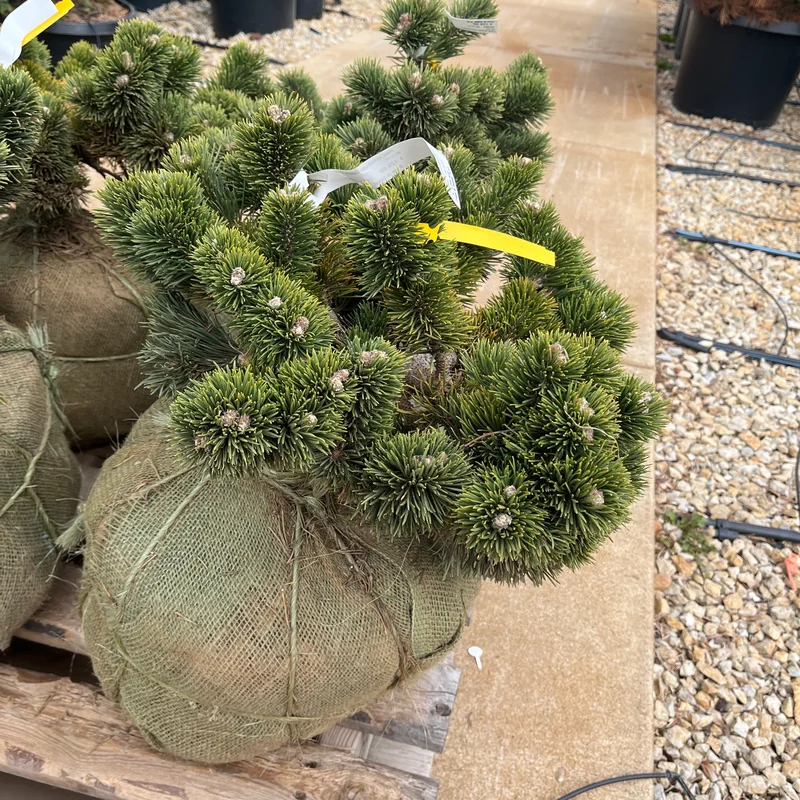 alsipnursery23474971