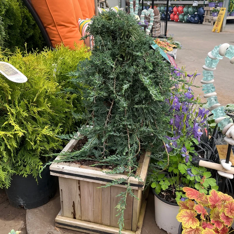 alsipnursery23474995