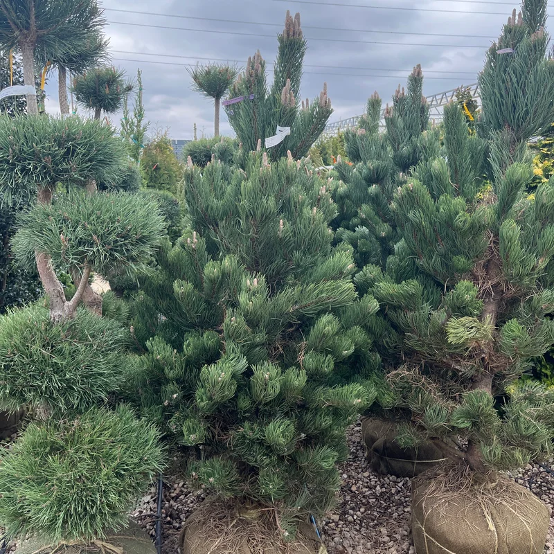 alsipnursery23475043