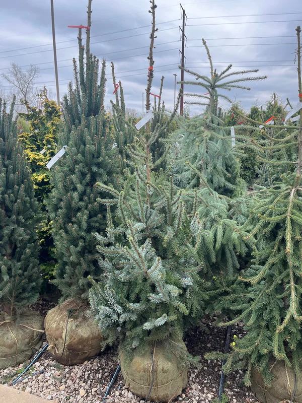alsipnursery23475085