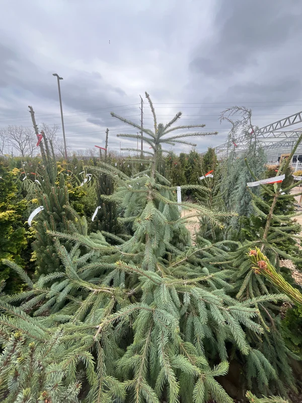 alsipnursery23475097