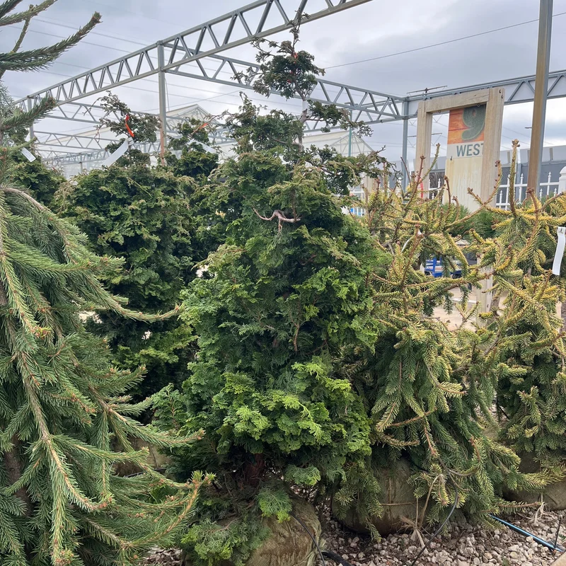 alsipnursery23475123