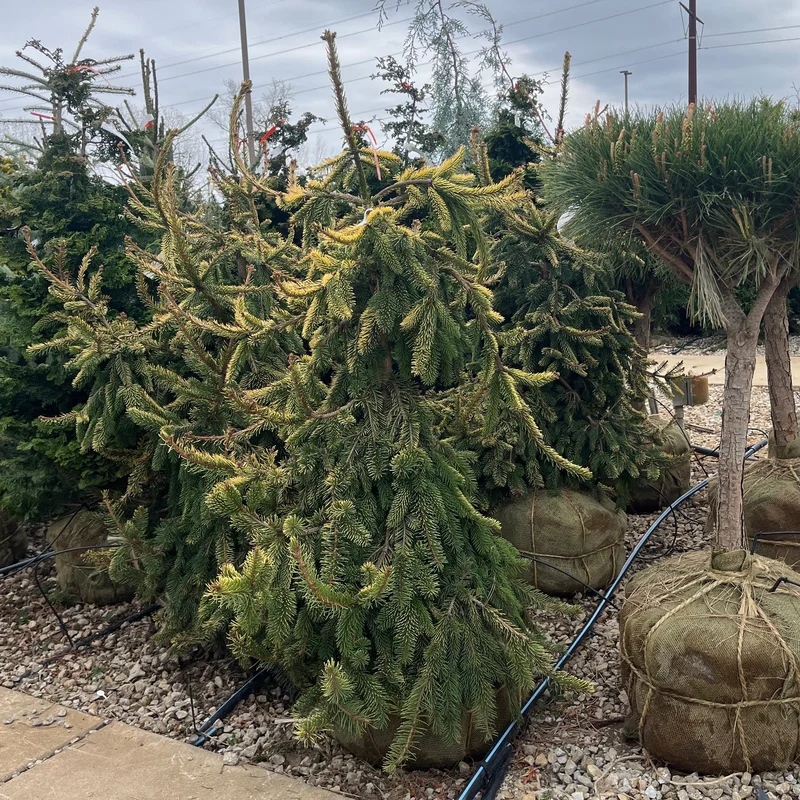 alsipnursery23475137
