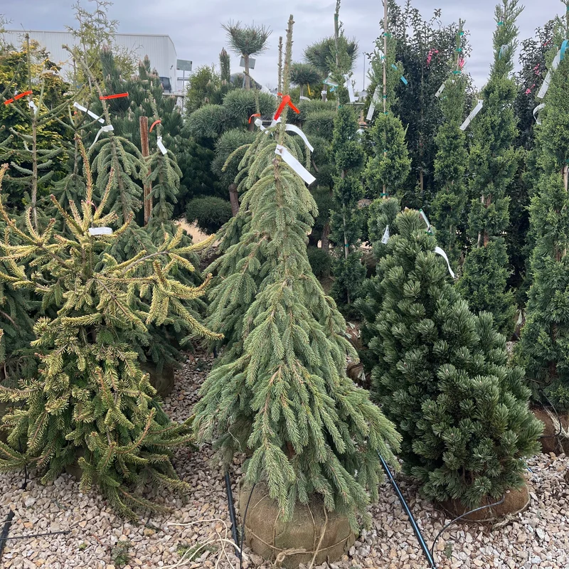 alsipnursery23475186