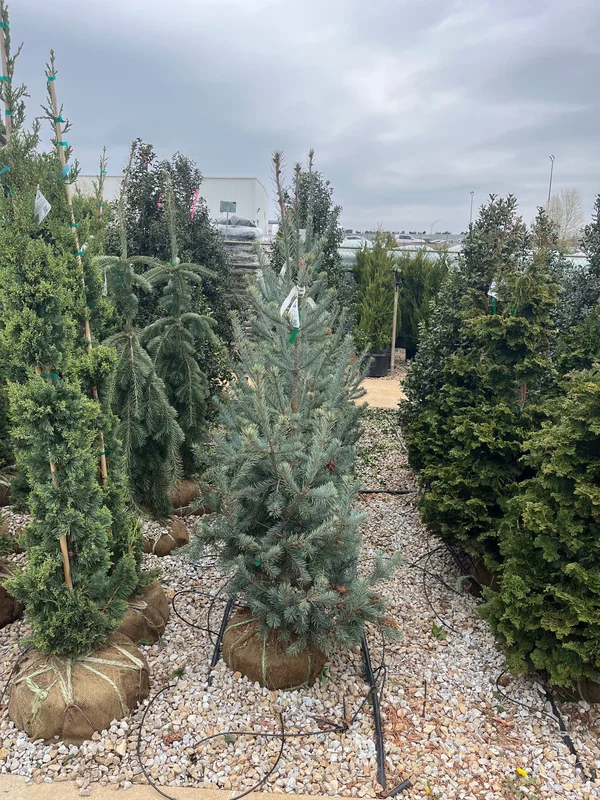 alsipnursery23475212