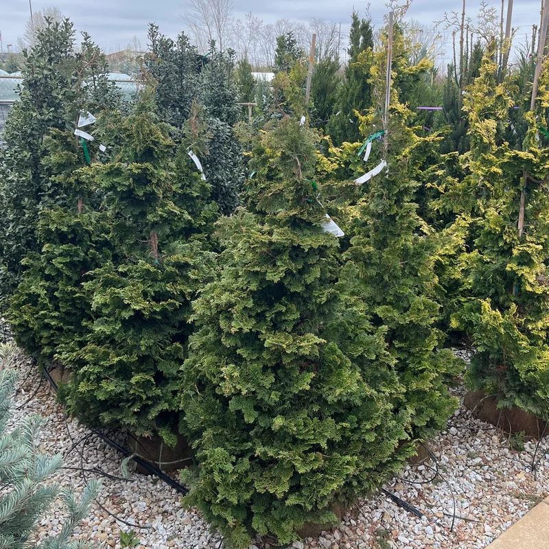 alsipnursery23475222