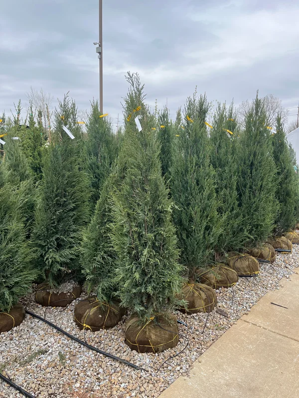 alsipnursery23475230