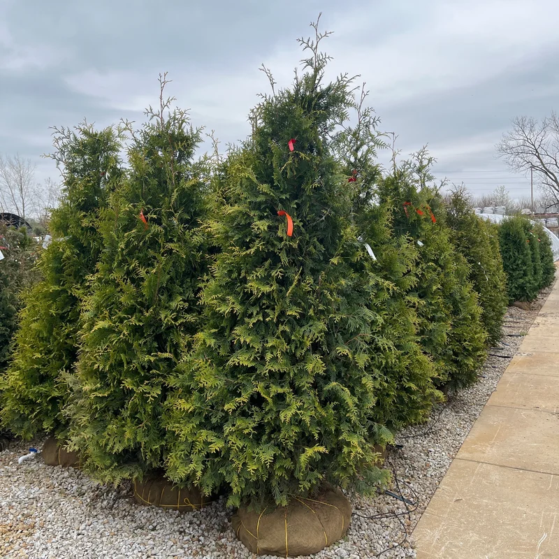 alsipnursery23475252