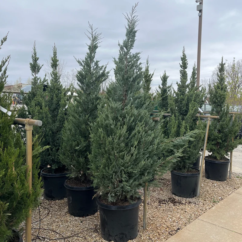 alsipnursery23475285