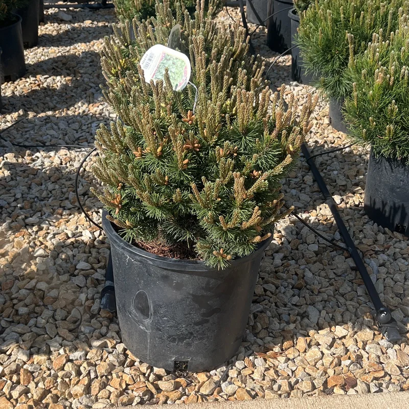 alsipnursery23475324