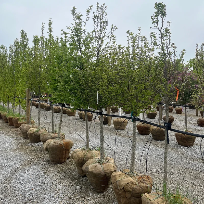 alsipnursery23475337