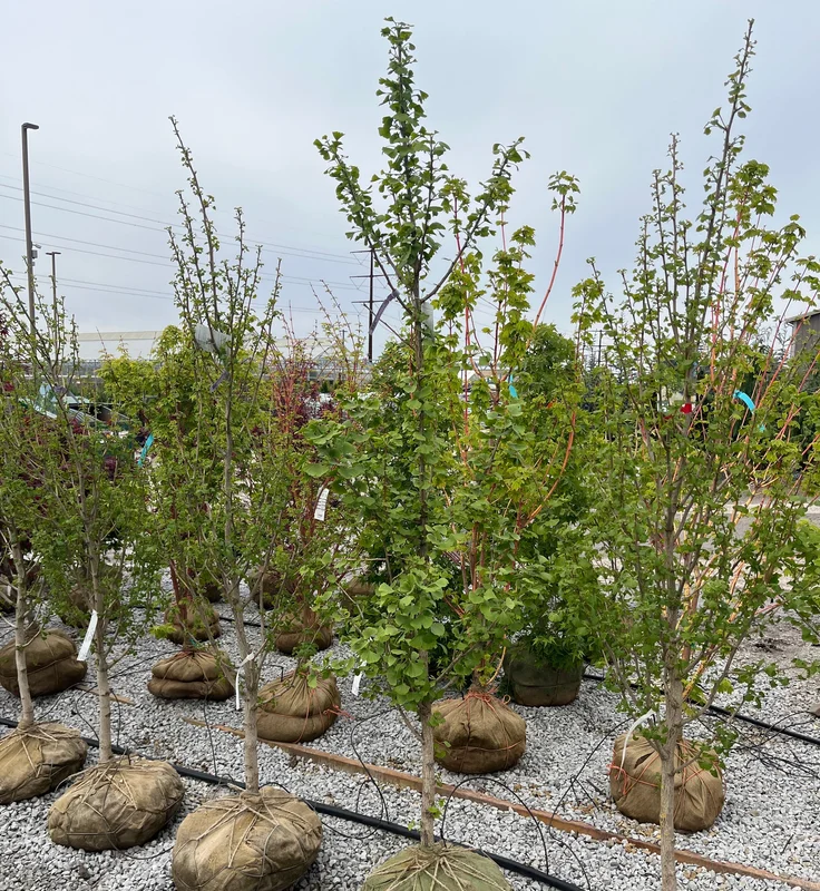 alsipnursery23475359