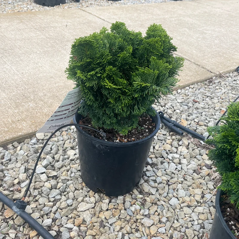 alsipnursery23475372