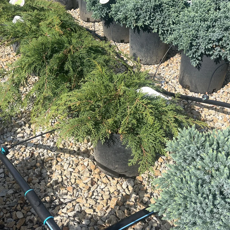 alsipnursery23475421