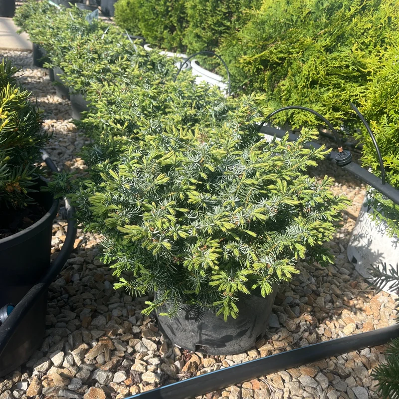 alsipnursery23475443
