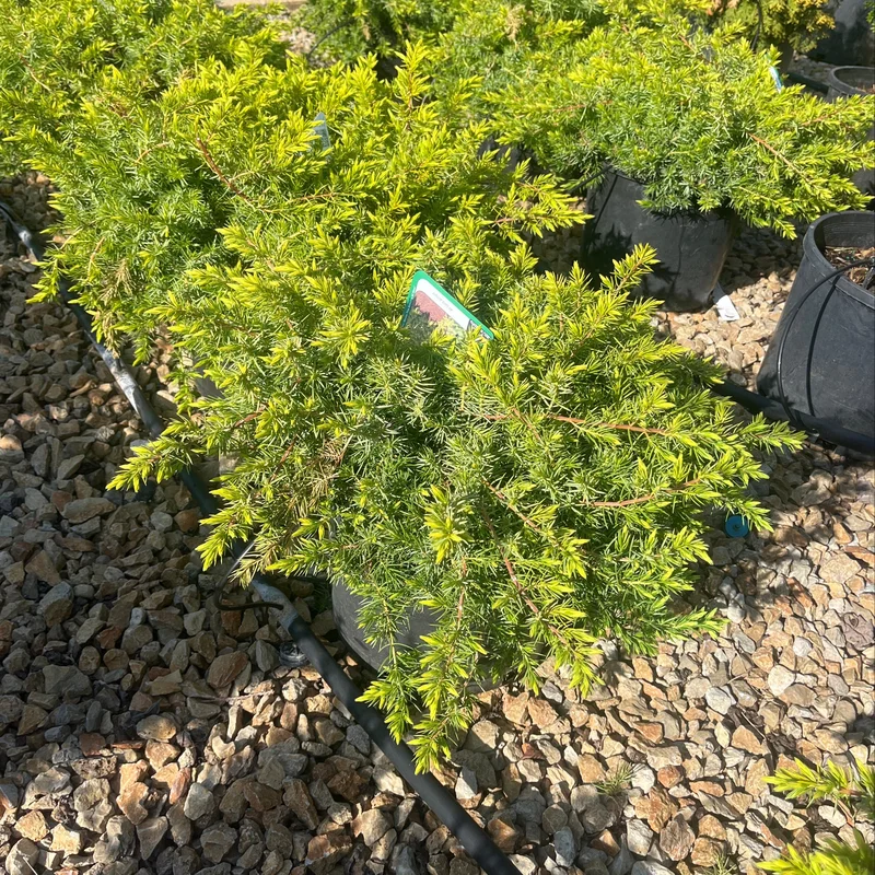 alsipnursery23475454