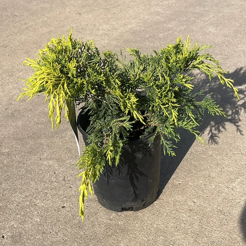 alsipnursery23475494