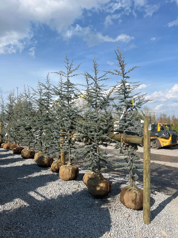 alsipnursery23475527