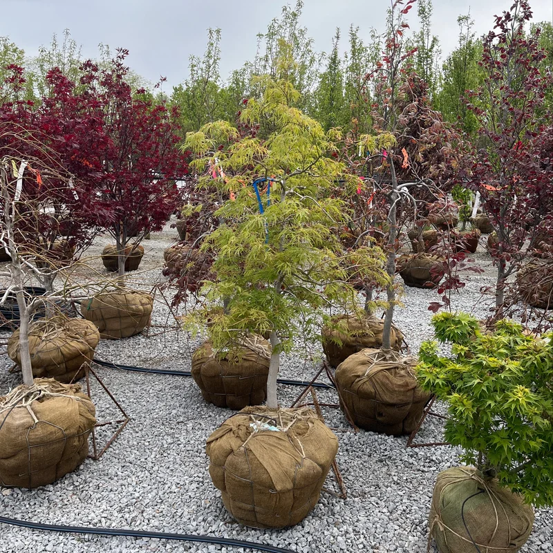 alsipnursery23475570