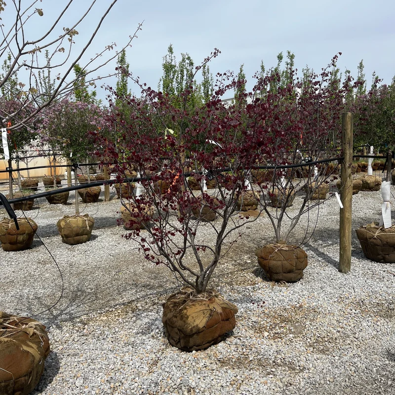 alsipnursery23475601
