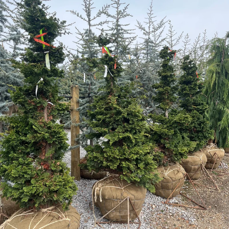 alsipnursery23475614