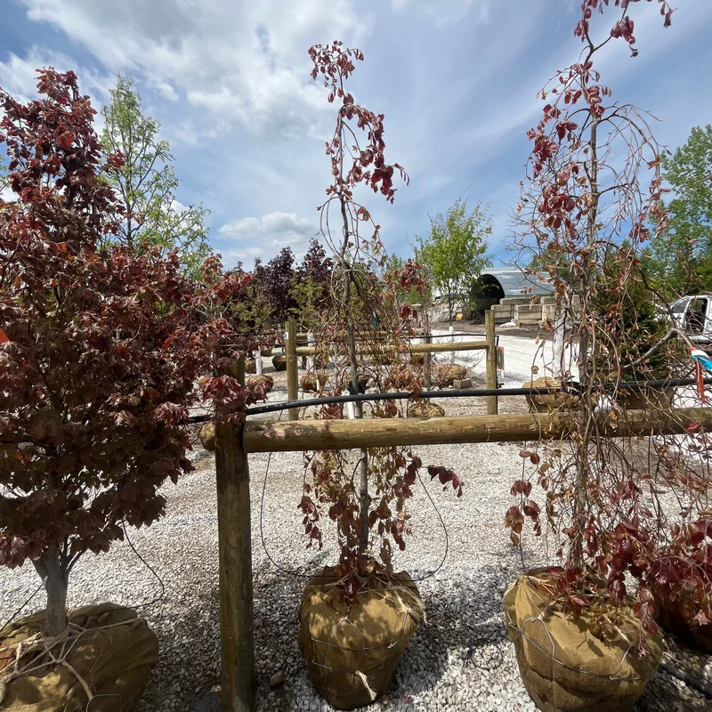 alsipnursery23475622