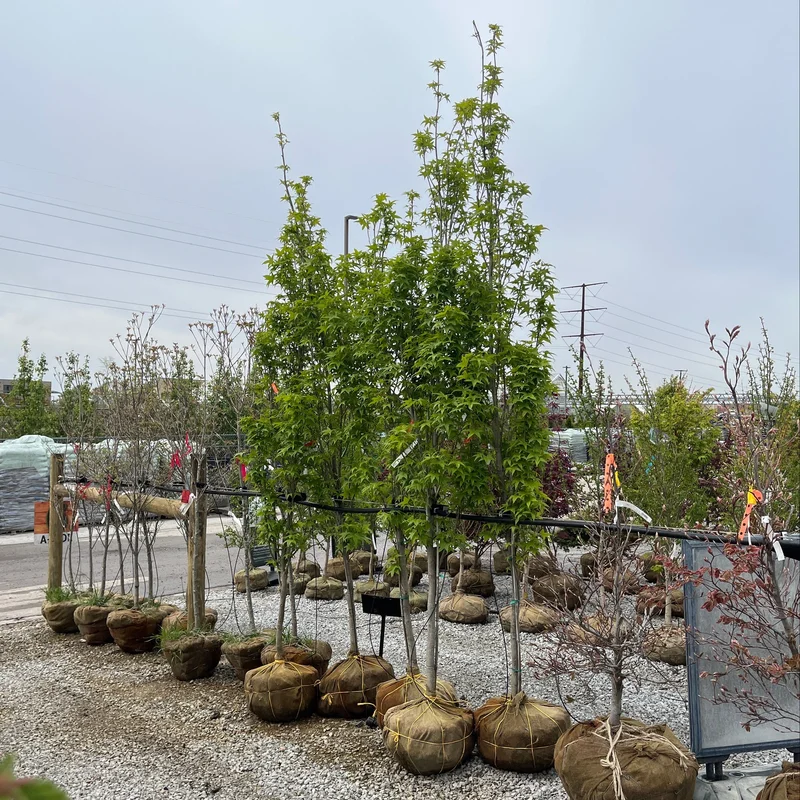 alsipnursery23475673