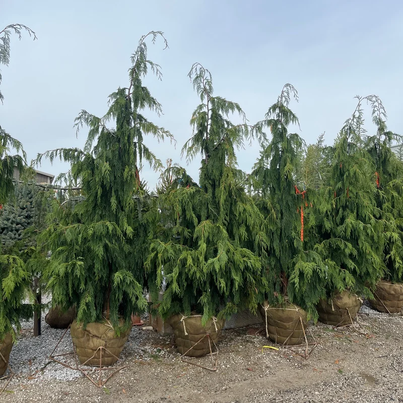 alsipnursery23475699