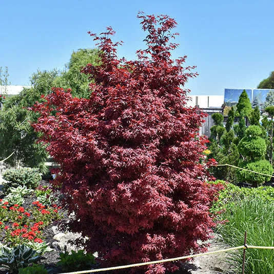 alsipnursery23475722