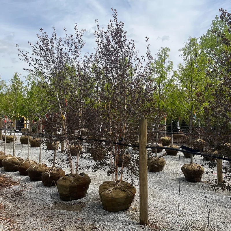 alsipnursery23475735