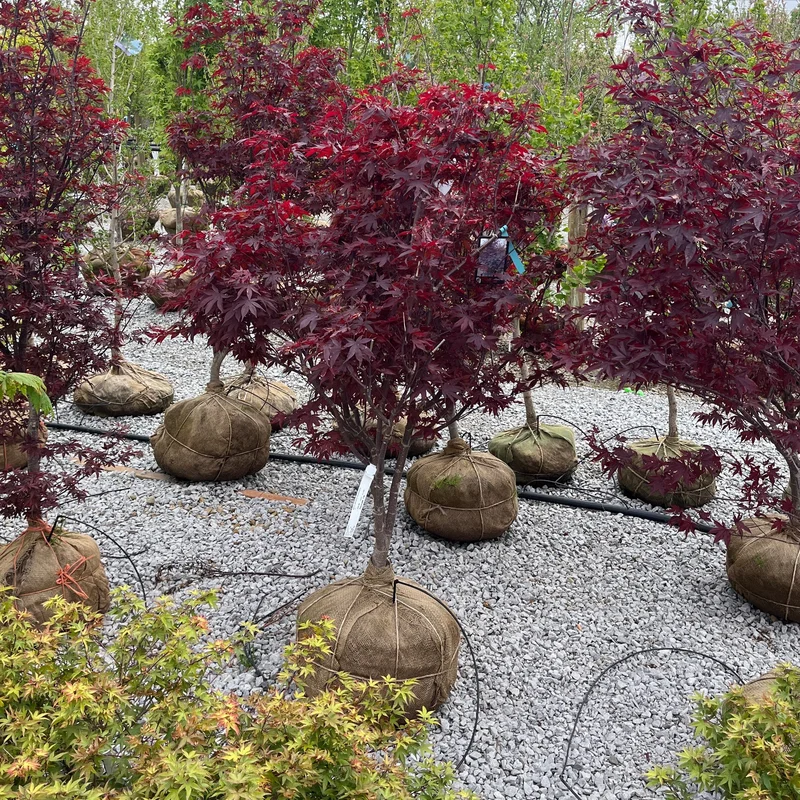 alsipnursery23475751
