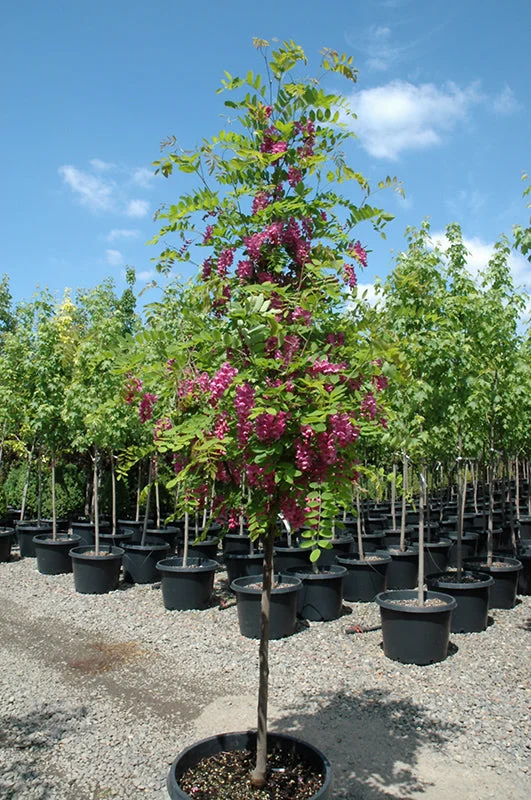 alsipnursery23475810