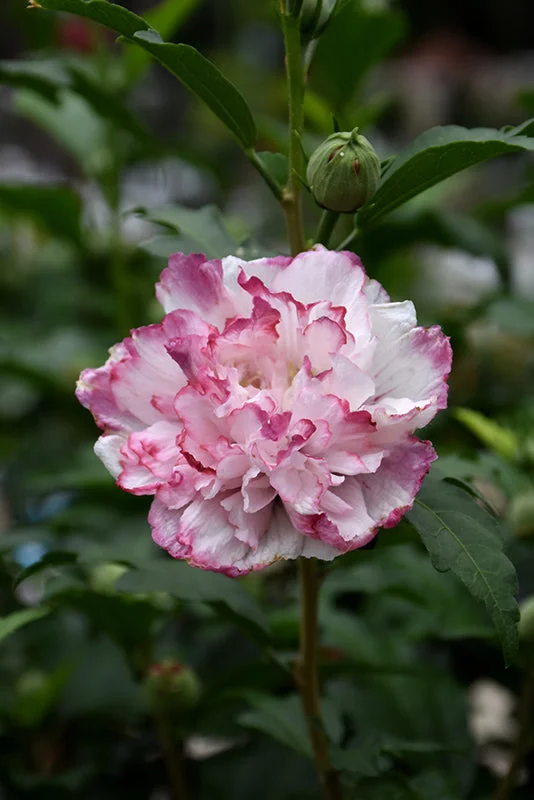 alsipnursery23475863