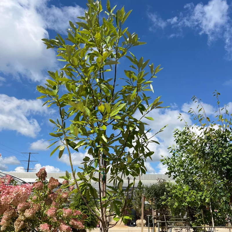 alsipnursery23475871