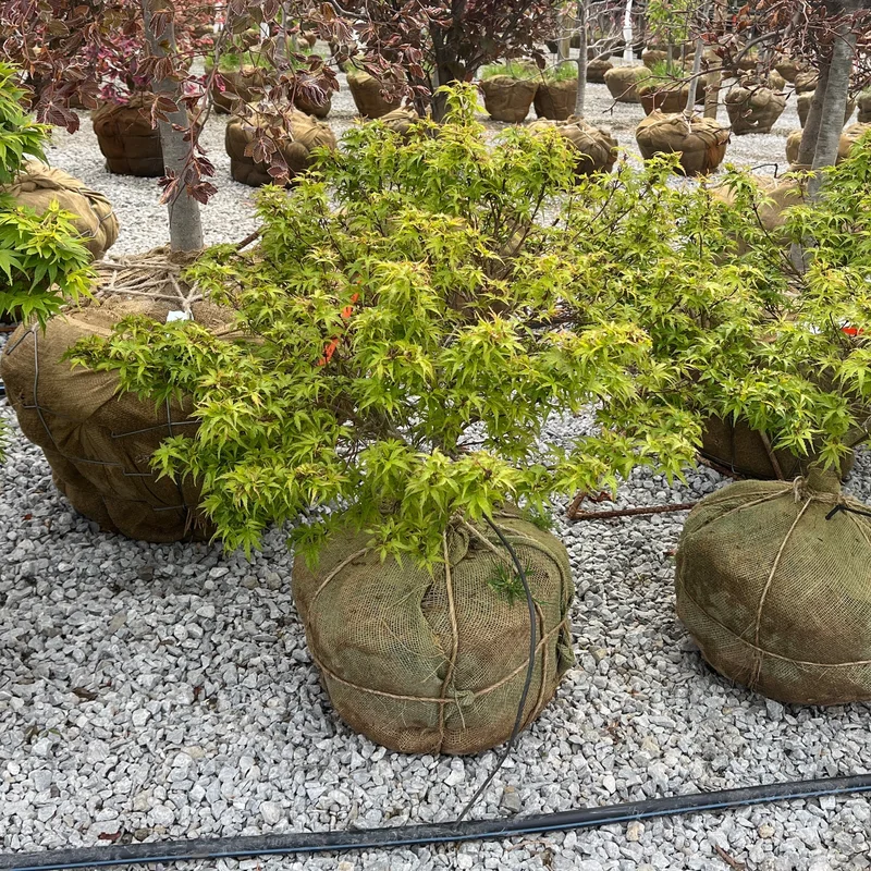 alsipnursery23475926