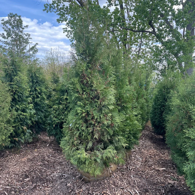 alsipnursery23475969