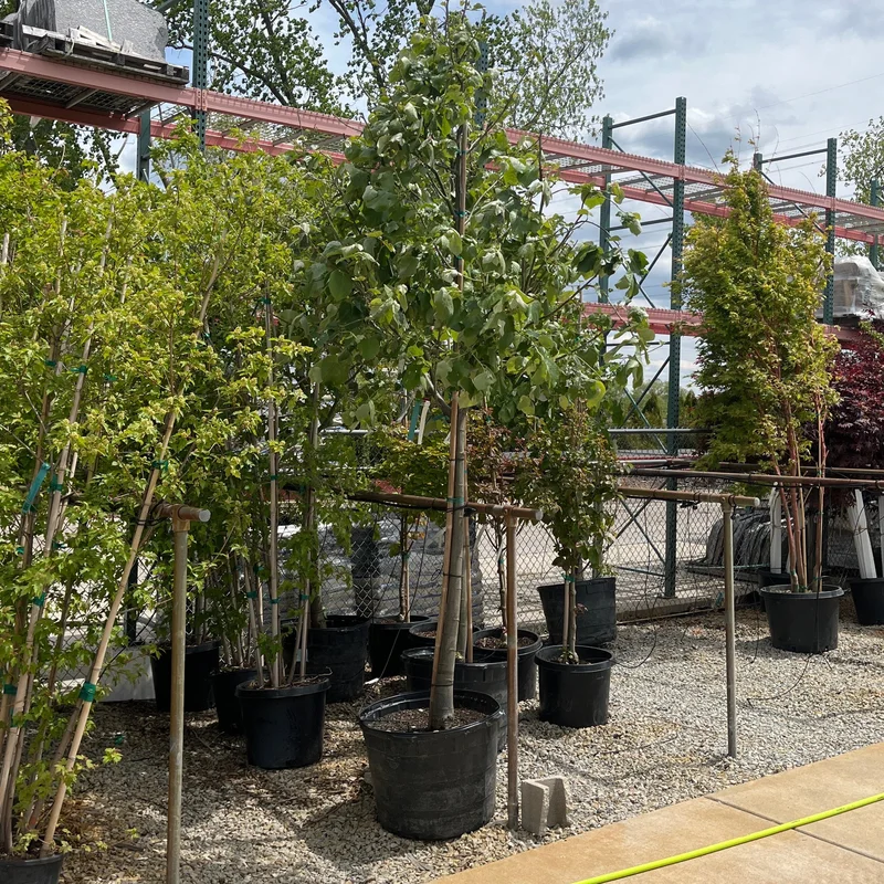 alsipnursery23475997