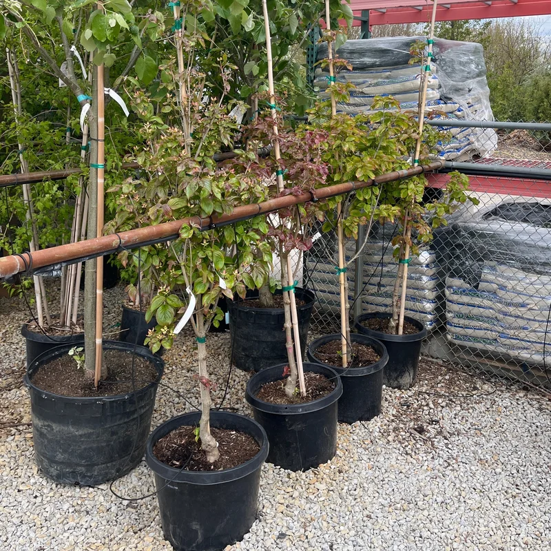 alsipnursery23476010
