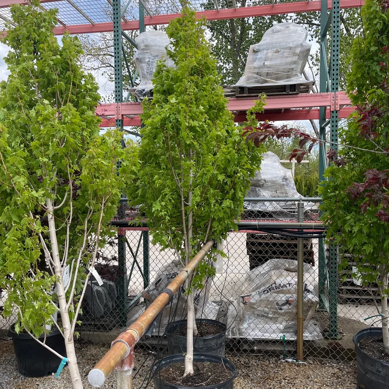 alsipnursery23476028