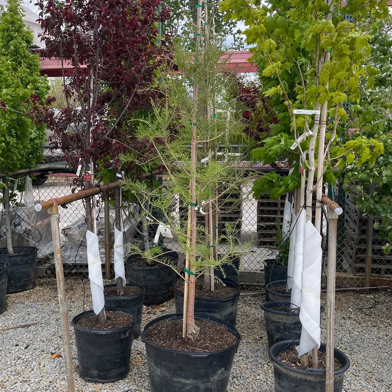 alsipnursery23476040