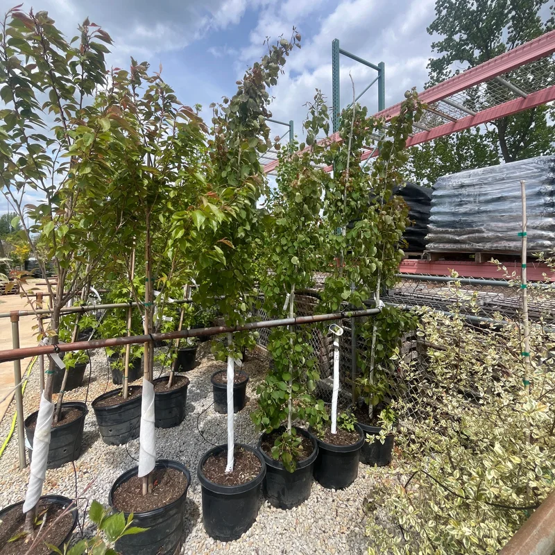 alsipnursery23476048