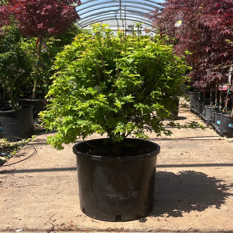 alsipnursery23476099