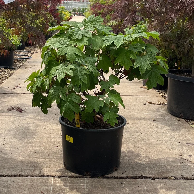 alsipnursery23476147