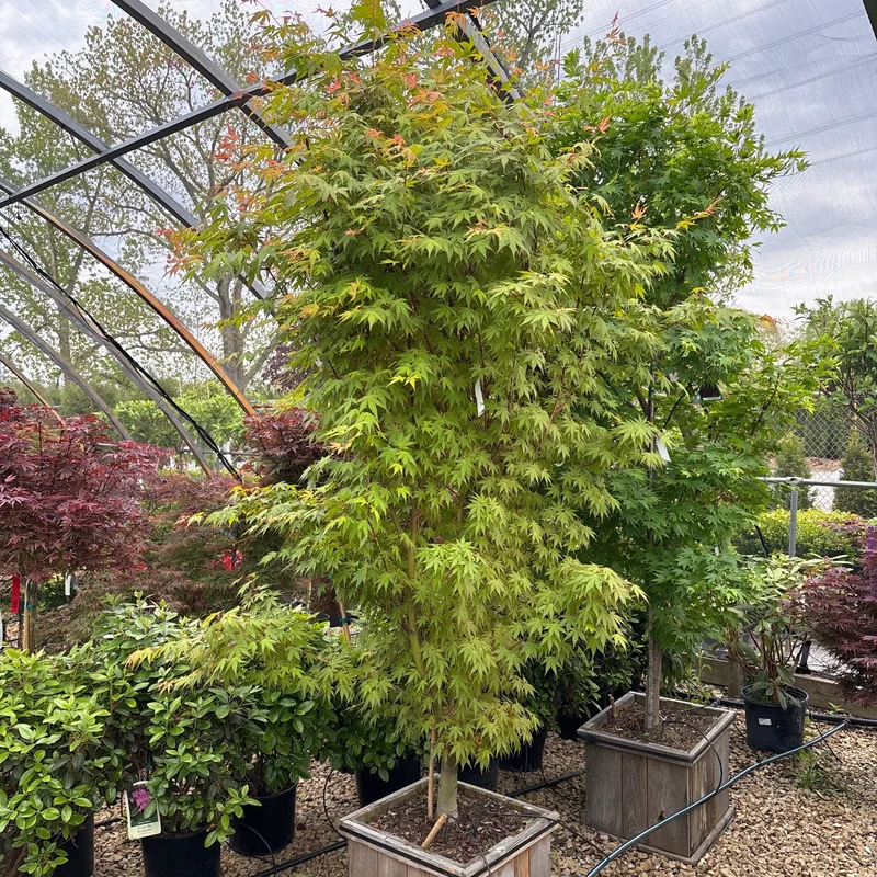 alsipnursery23476193