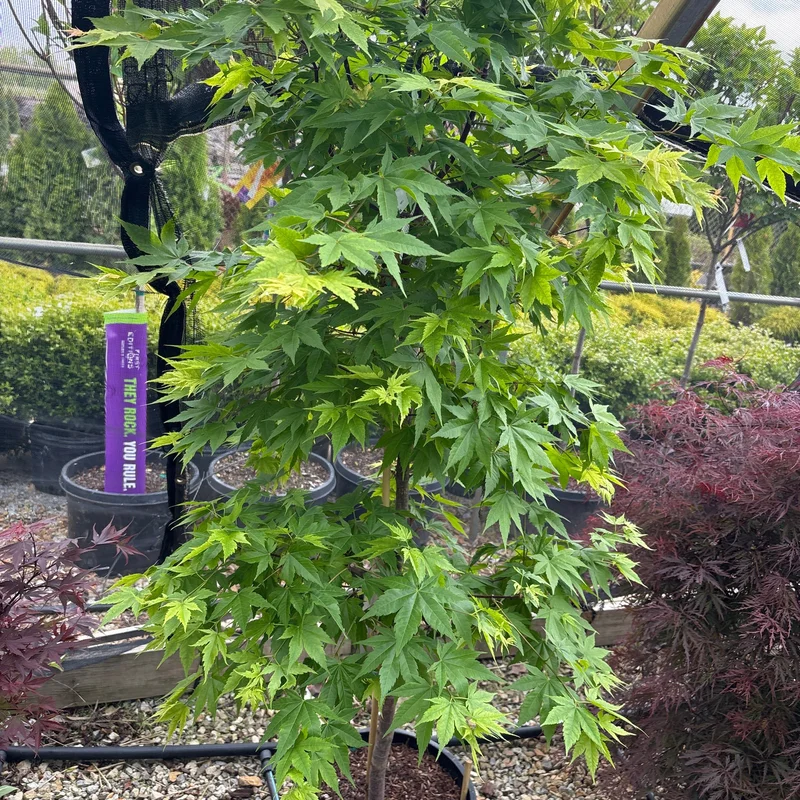 alsipnursery23476223