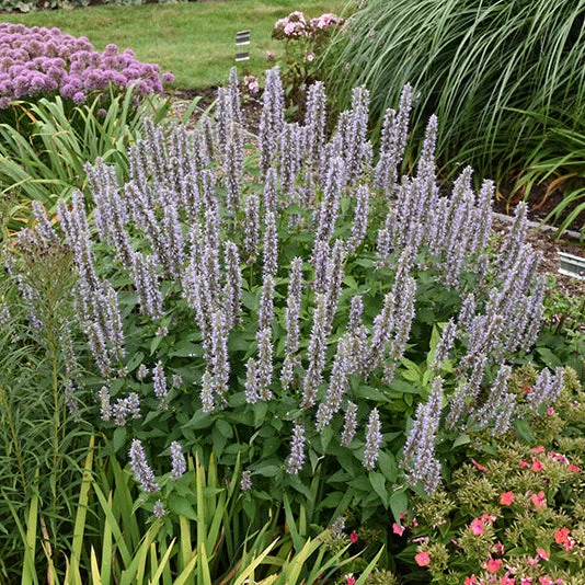 alsipnursery23476242