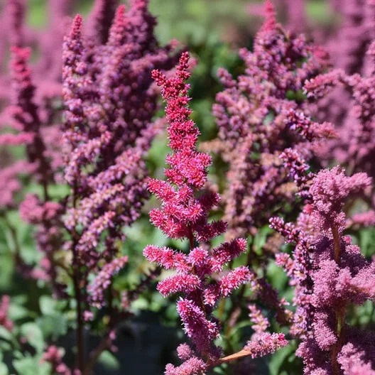 alsipnursery23476270