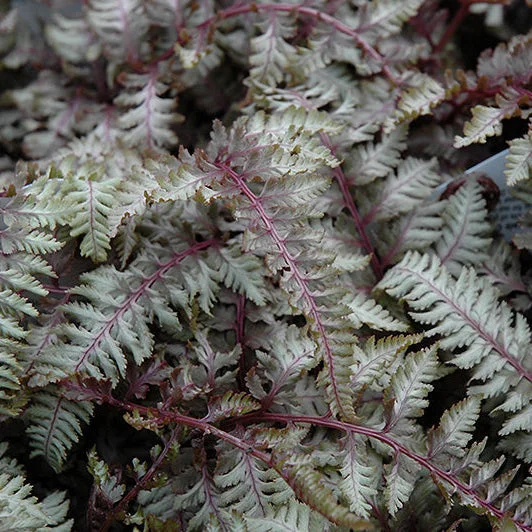 alsipnursery23476276