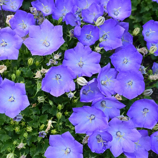 alsipnursery23476295