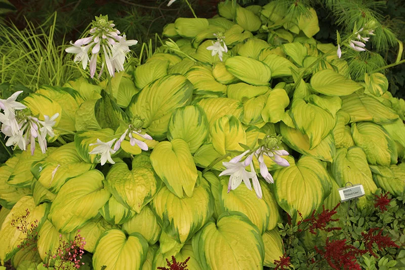 alsipnursery23476412